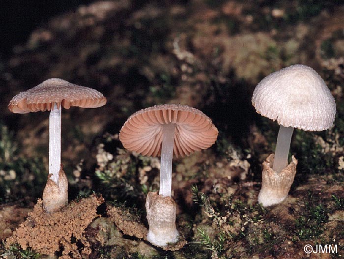 Volvariella pilosipilea