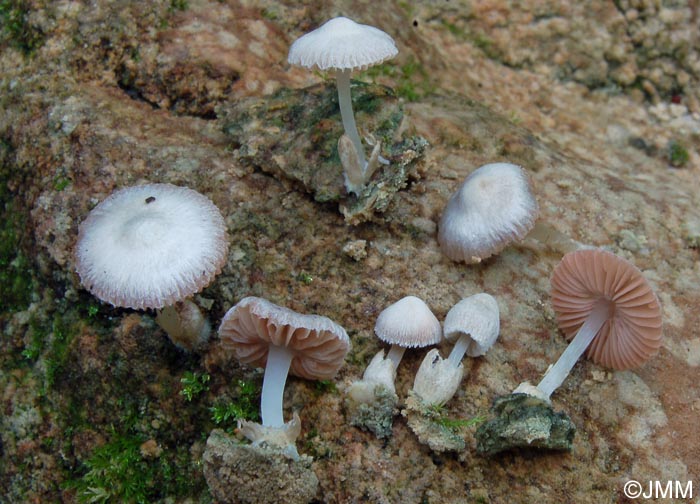 Volvariella pilosipilea