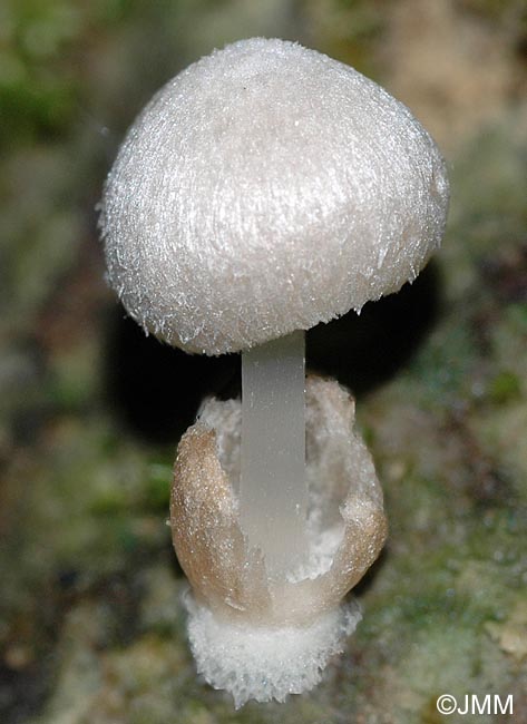 Volvariella pilosipilea