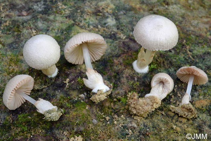 Volvariella pilosipilea