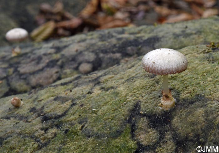 Volvariella pusilla