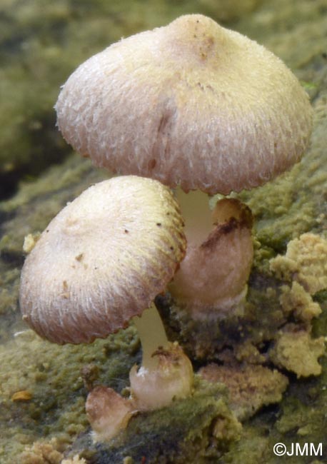 Volvariella pusilla