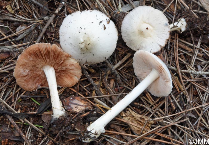 Volvariella pusilla = Volvariella parvula