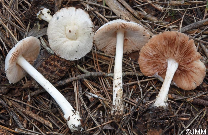 Volvariella pusilla = Volvariella parvula