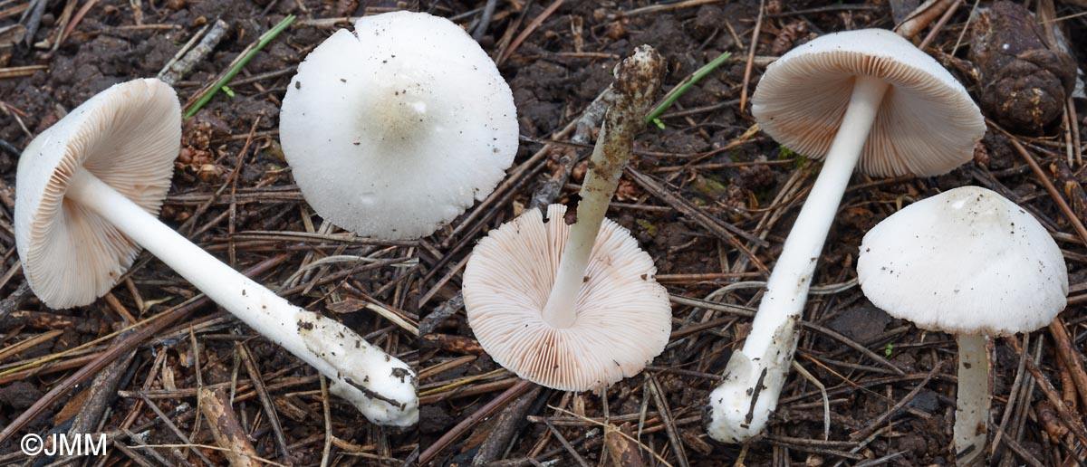 Volvariella pusilla = Volvariella parvula