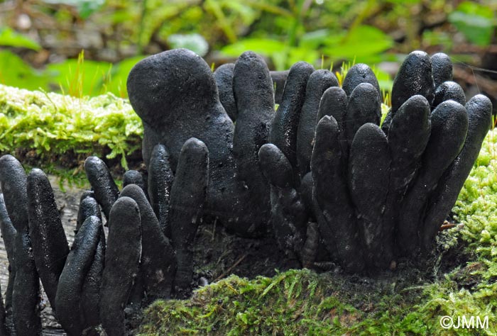 Xylaria ellisii