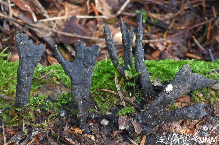 Xylaria hypoxylon