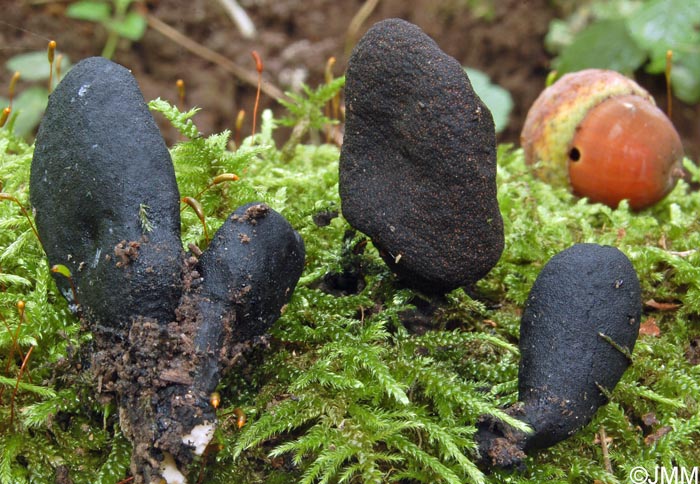 Xylaria polymorpha