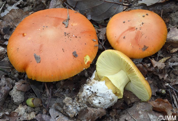 Amanita caesarea