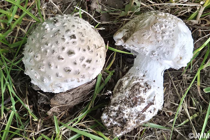 Amanita strobiliformis