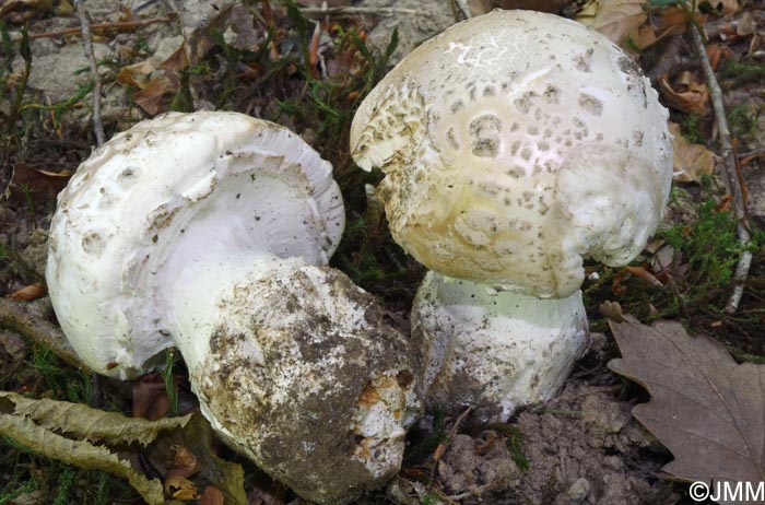 Amanita strobiliformis