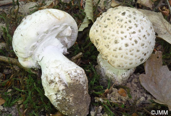 Amanita strobiliformis