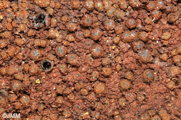 Biporispora europaea