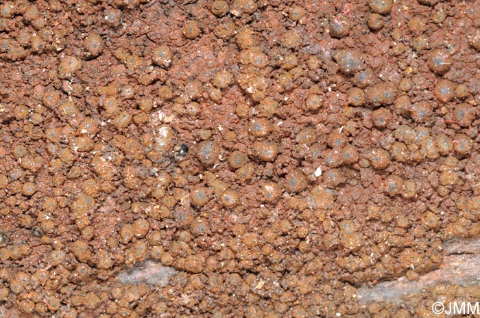 Biporispora europaea