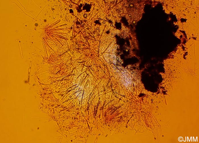 Biporispora europaea