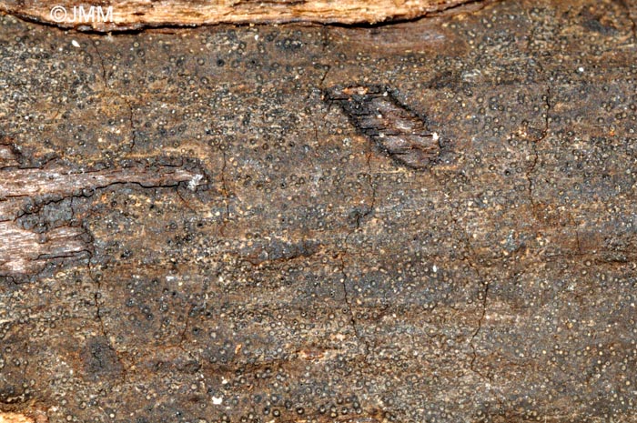 Biscogniauxia anceps