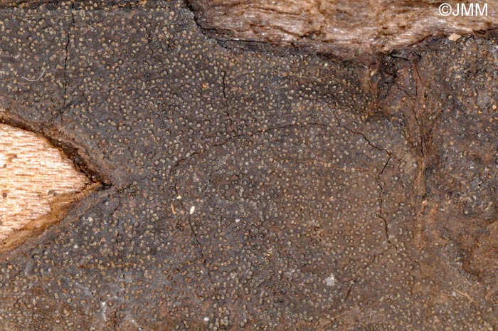 Biscogniauxia anceps