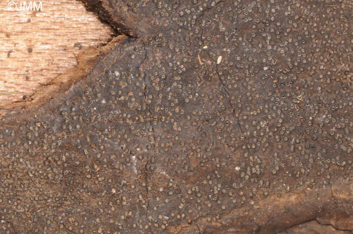 Biscogniauxia anceps