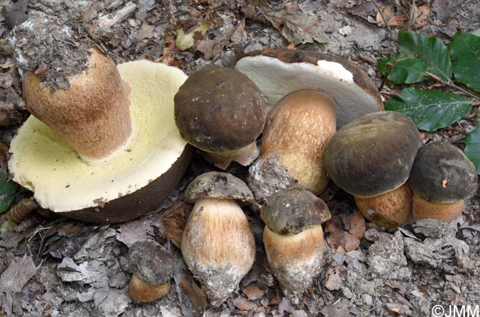 Boletus aereus