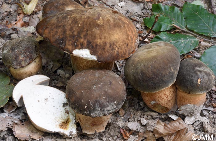 Boletus aereus