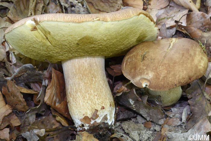 Boletus aestivalis = Boletus reticulatus