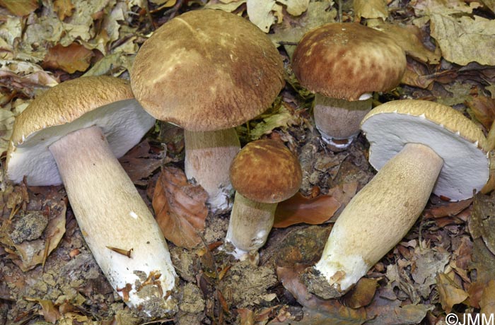 Boletus aestivalis = Boletus reticulatus