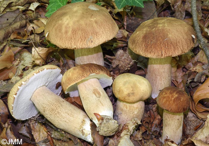 Boletus aestivalis = Boletus reticulatus