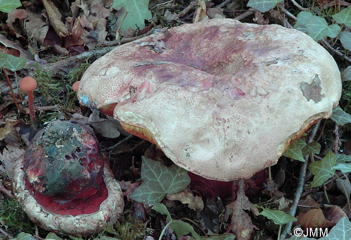 Boletus satanas = Rubroboletus satanas