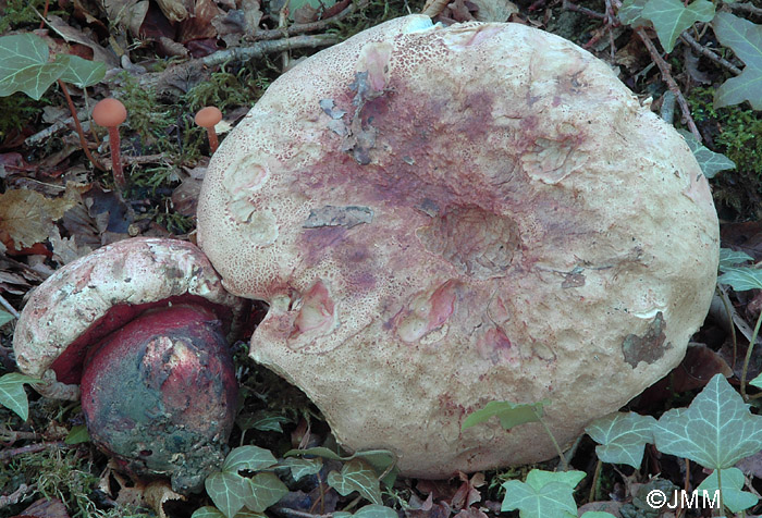 Boletus satanas = Rubroboletus satanas