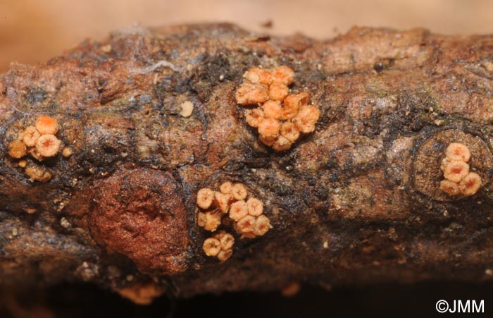 Clonostachys ralfsii = Bionectria ralfsii