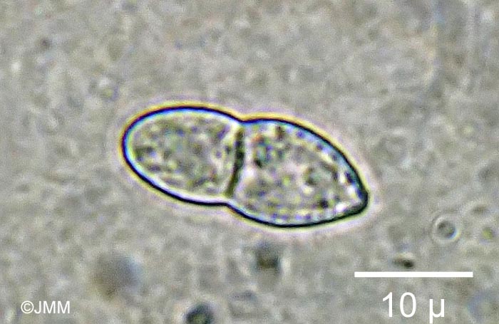 Clonostachys ralfsii = Bionectria ralfsii