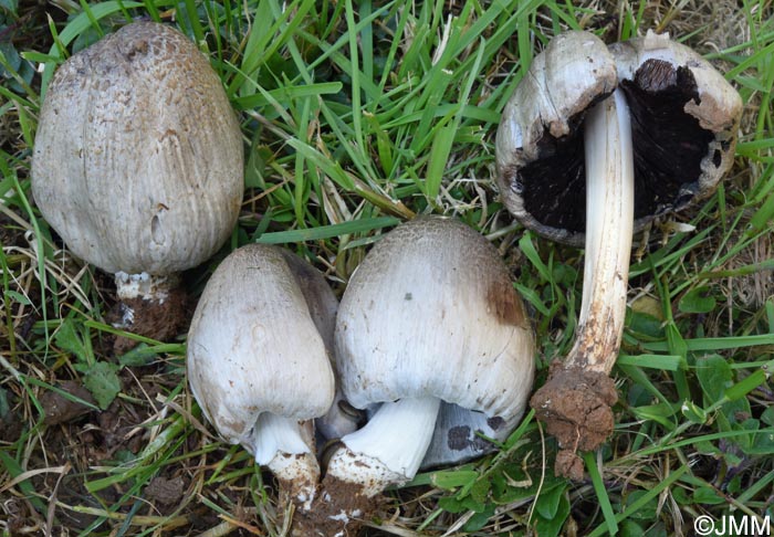 Coprinopsis romagnesiana