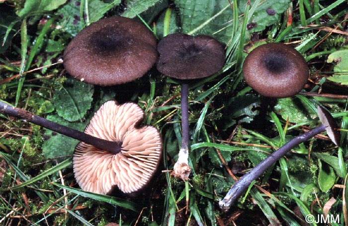 Entoloma lampropus