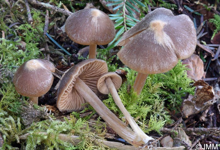 Entoloma pallescens