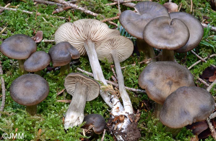 Entoloma venosum