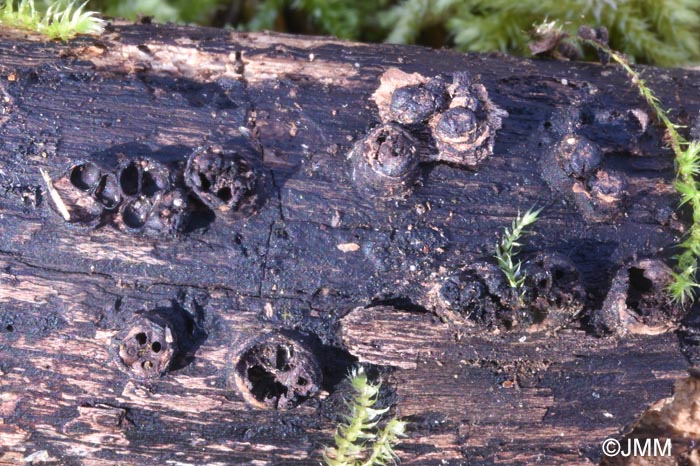 Euepixylon udum = Hypoxylon udum