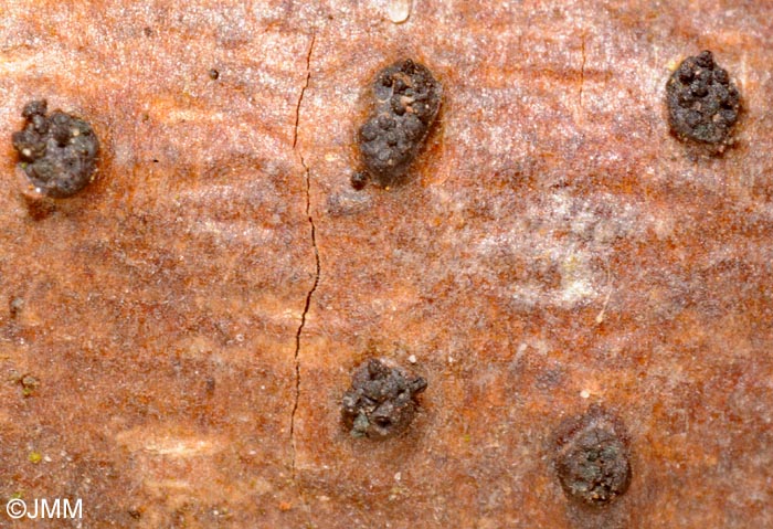 Eutypella stellulata