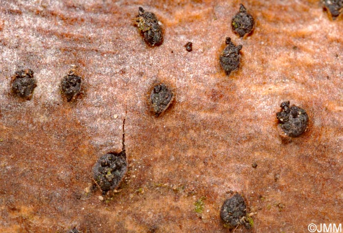 Eutypella stellulata