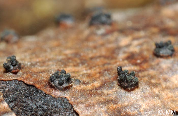 Eutypella stellulata