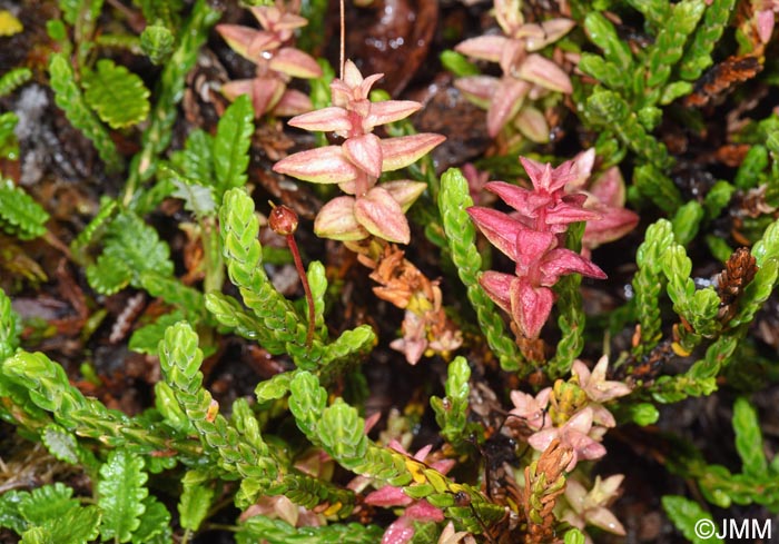 Cassiope tetragona parasit� par Exobasidium hypogenum