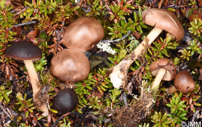 Gymnopus alpinus