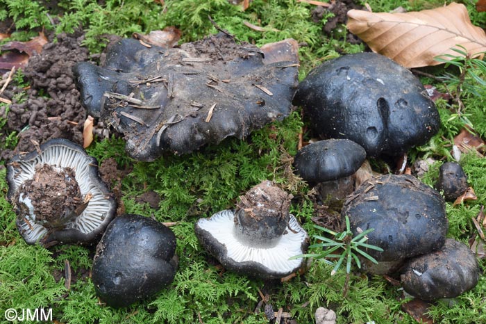 Hygrophorus marzuolus