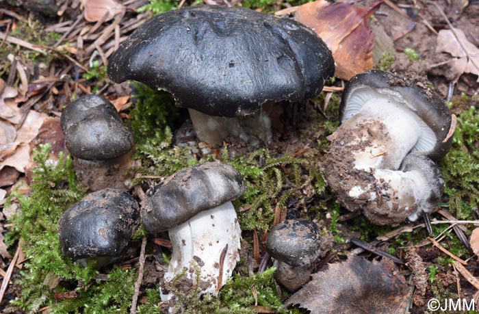 Hygrophorus marzuolus