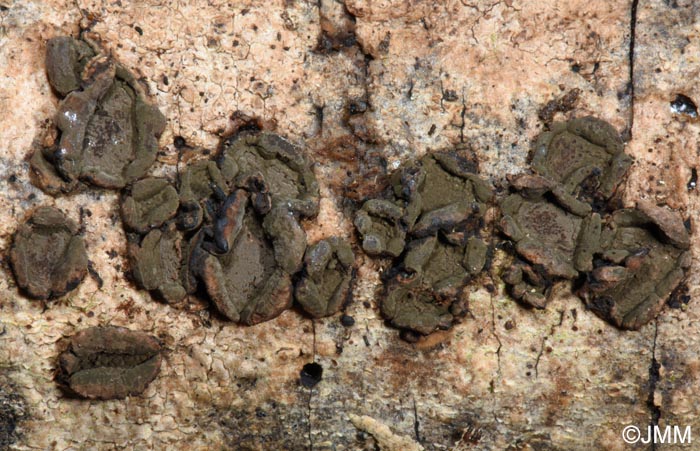 Hypoxylon cercidicola