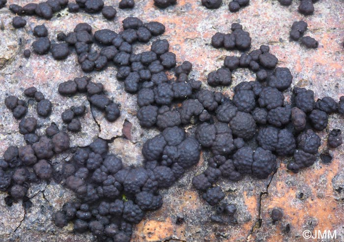 Hypoxylon cohaerens = Jackrogersella cohaerens = Annulohypoxylon cohaerens