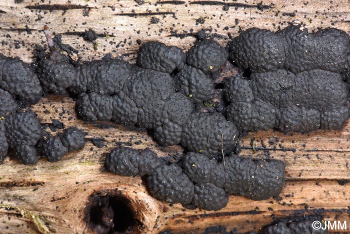 Hypoxylon cohaerens = Jackrogersella cohaerens = Annulohypoxylon cohaerens