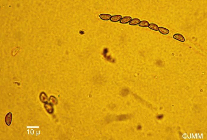 Hypoxylon cohaerens = Jackrogersella cohaerens = Annulohypoxylon cohaerens