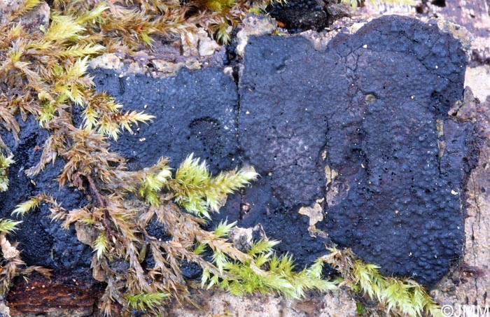 Hypoxylon perforatum