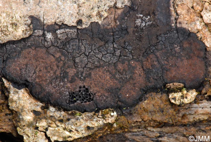 Hypoxylon perforatum