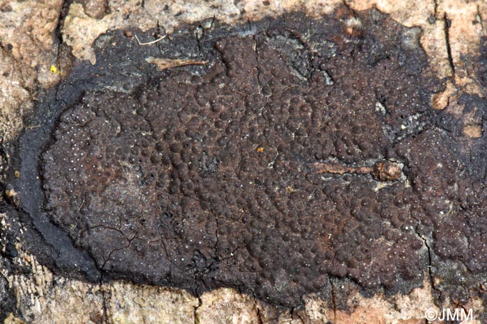 Hypoxylon perforatum
